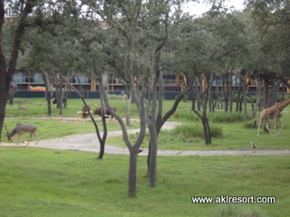 Savanna view 5